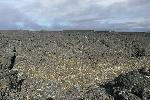 Lost Jim Lava Flow