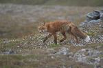 Trotting Red Fox