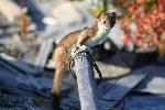 Least Weasel on Collapsed Building