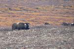 A Pair of Muskox