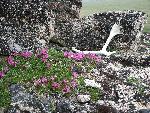 Caribou Antler and Wildflowers