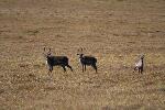 Caribou on the Tundra