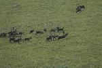 Caribou Herd