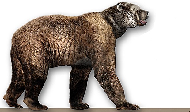 A color drawing of a giant short faced bear, the legs are long and the body is leaner than modern grizzly bears, it has a huge head and short jaw.