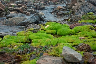 Vivid green moss growing in a rocky, shallow stream