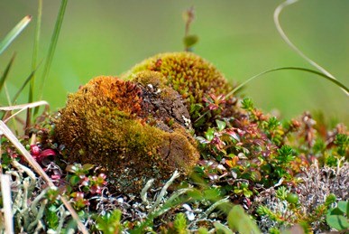 A close-up photo of a rock covered in moss with tiny plants and grasses growing around it