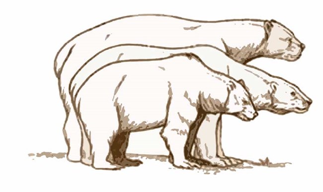 A brown line drawing of a Grizzly, Polar, Giant Short-Faced Bear