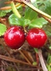 Lowbush Cranberry