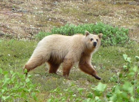 A large grizzly bear lumbers across the tundra