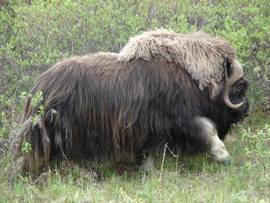 Muskox 