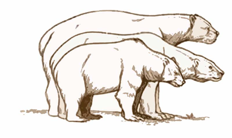 Grizzly, Polar, Giant Short-Faced Bear
