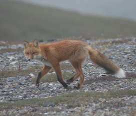 A red fox looking toward the camera while walking by on the higher elevation tundra.