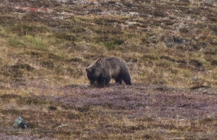 Grizzly