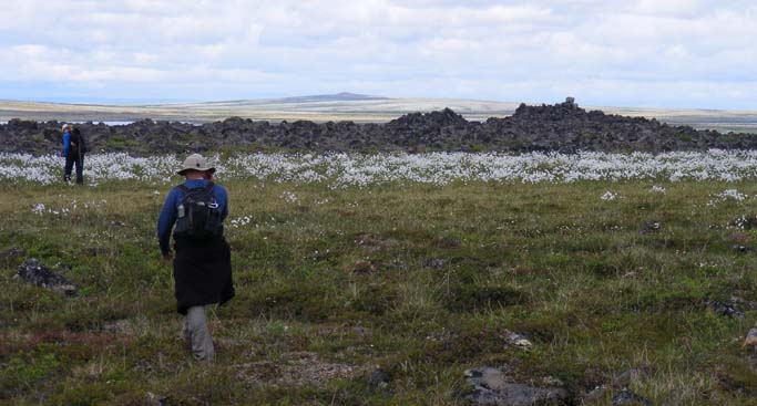 Two Hikers walking through a field of cotton grass.