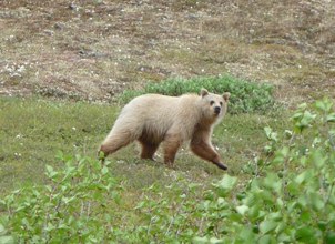Large grizzly