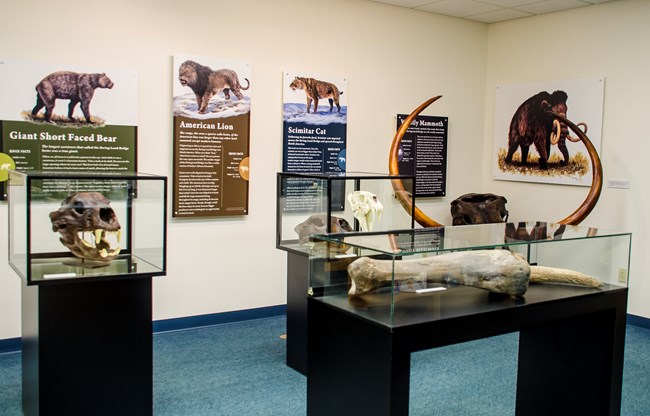 Exhibits and display cases of ice age animals.