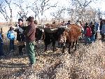 Oxen hitched to yule log