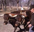 Red Devon oxen driven by teamster.&nbsp;