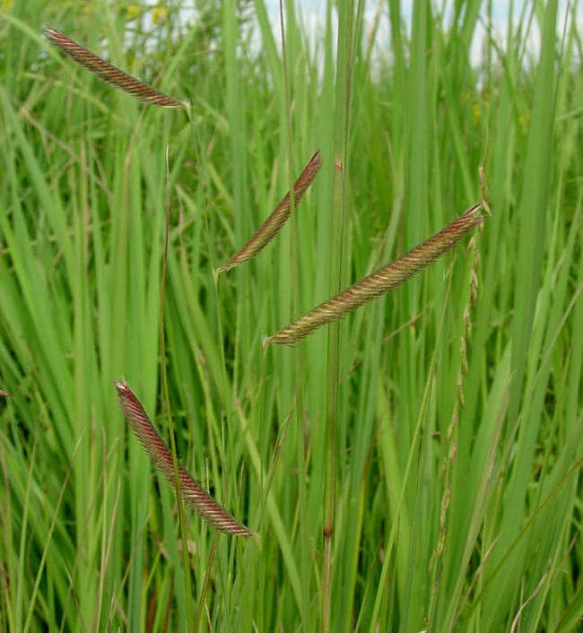 Green grass with tight purple tufts