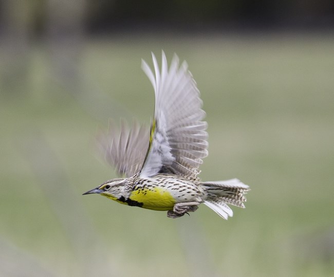 Western Meadowlark flying