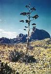 Century Plant