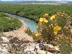 Prickly pear blooms and the Rio Grande