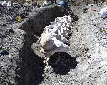 Preparing the giant vertebrae for helicopter trans