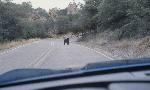 Bear crossing the Basin Road