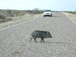 Javelina crossing the road