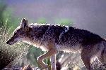 coyote