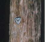 Elf Owl