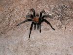 tarantula