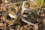 Western diamondback rattlesnake