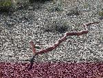 Western coachwhip snake