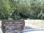 Turkey vulture on picnic area sign