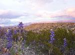 Bluebonnets