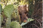 Javelina eating a cactus
