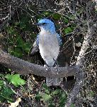 Mexican Jay