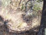 Mountain Lion