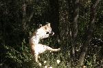 Bobcat chasing a roadrunner