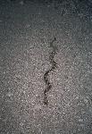 Rattlesnake on the KBar road