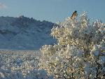 Hawk resting in the snow