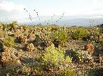 A desert garden view