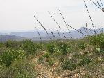 A desert trail