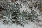 Havard agaves in the snow