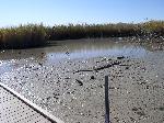 Drained pond; looking nortwest