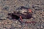 Red Tail Hawk and Western Coachwhip