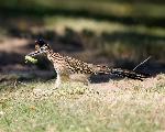 Roadrunner with caterpillar
