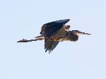 Great blue heron flying