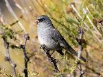 Darkeyed junco